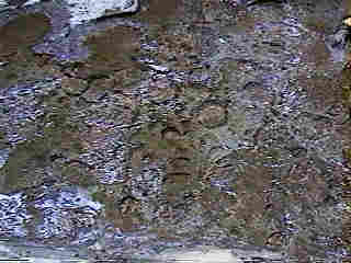 Glade Run (IMAGE)