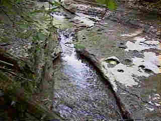 Glade Run (IMAGE)