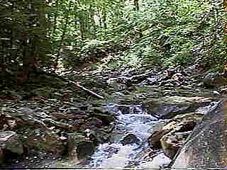 Glade Run (IMAGE)