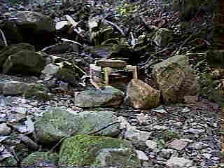 Glade Run (IMAGE)
