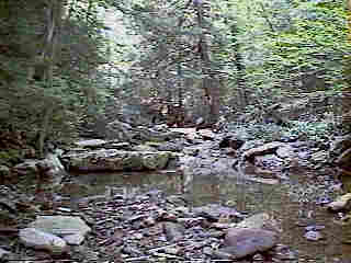 Glade Run (IMAGE)