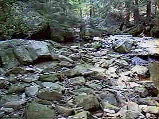 Glade Run (IMAGE)