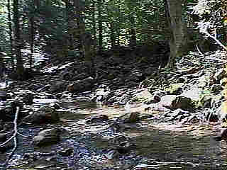 Glade Run (IMAGE)