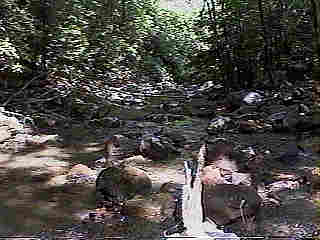 Glade Run (IMAGE)