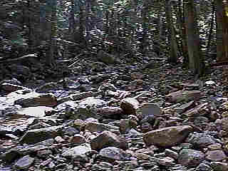 Glade Run (IMAGE)