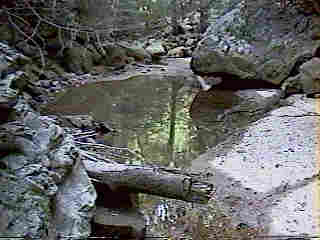 Glade Run (IMAGE)