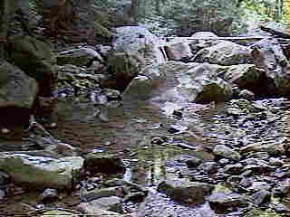 Glade Run (IMAGE)