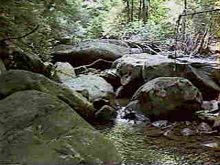 Glade Run (IMAGE)