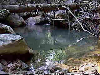 Glade Run (IMAGE)