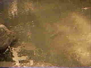Glade Run (IMAGE)