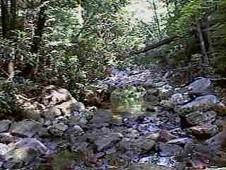 Glade Run (IMAGE)