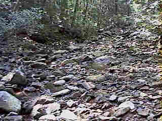 Glade Run (IMAGE)