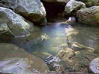 Glade Run (IMAGE)