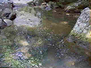 Glade Run (IMAGE)