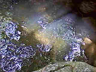 Glade Run (IMAGE)