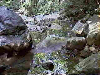 Glade Run (IMAGE)