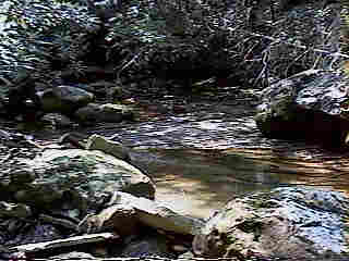 Glade Run (IMAGE)