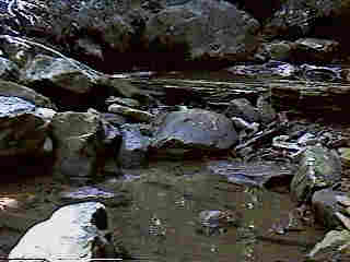 Glade Run (IMAGE)