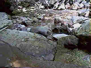 Glade Run (IMAGE)