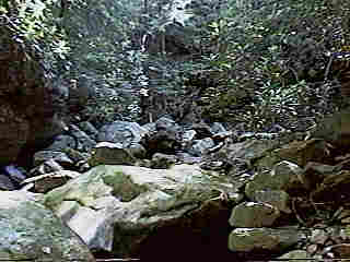 Glade Run (IMAGE)