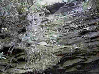 Glade Run (IMAGE)