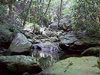 Glade Run (IMAGE)