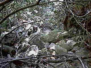 Glade Run (IMAGE)