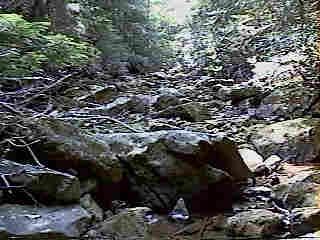 Glade Run (IMAGE)