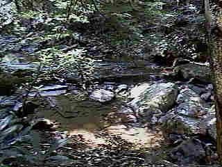 Glade Run (IMAGE)