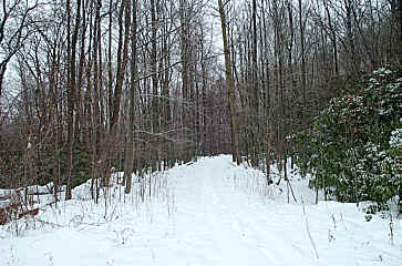 Click Here For Larger Image Of Staring Down The Trail