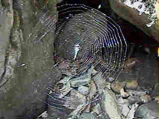 Glade Run (IMAGE)