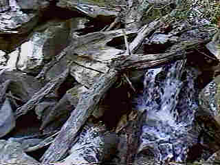 Glade Run (IMAGE)