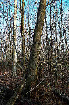 Click Here For Larger Image Of Chestnut Tree Trunk