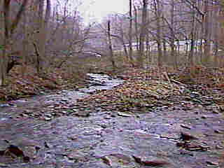 Looking Up Tucker Run IMAGE