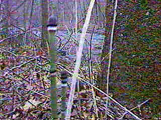 Giant Esquiseteum Rush IMAGE
